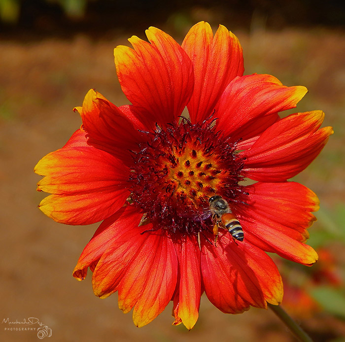 insect on flower: magnification in photography.jpg
